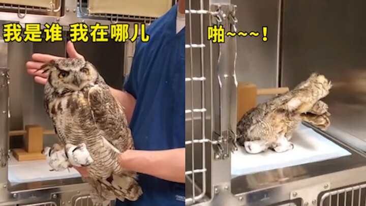 Menggemaskan! Burung hantu asing yang baru selesai perawatan anestesi tampak bingung dan tak sengaja