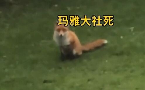 A fox? Just a dog with a clipped voice!