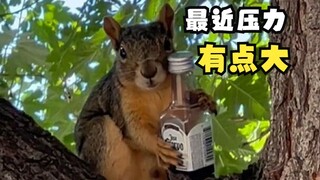 A little squirrel holding a wine bottle in a tree!