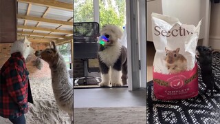 Funniest Cats and Dogs Videos 😂 New Funny Animals 2023 😍 #6