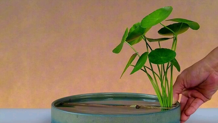 Eastern-style flower arrangement: pennywort and lotus leaves