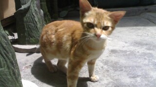 Short-tempered and doesn't like being touched