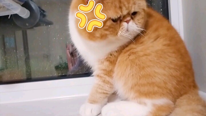 How To Annoy A Garfield Cat