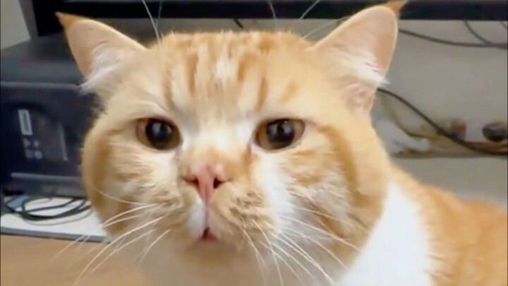 Is this the kind of sound a little kitten should make?