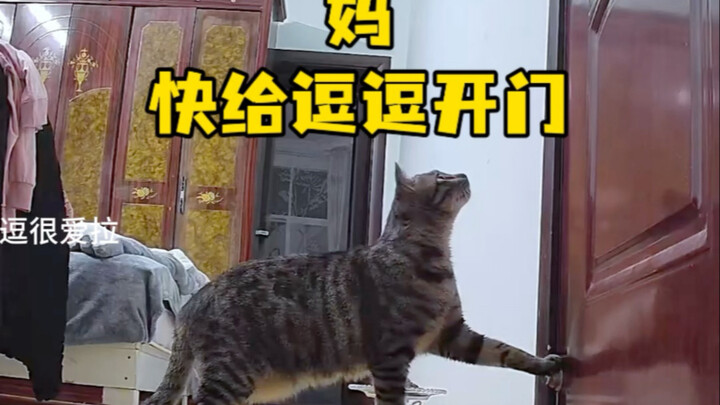 Mẹ ơi, mau mở cửa cho Đậu Đậu!