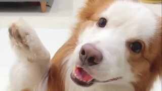 Your cute Border Collie invites you to start a video