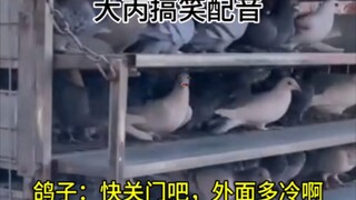 鸽子：快关门吧，外面多冷啊