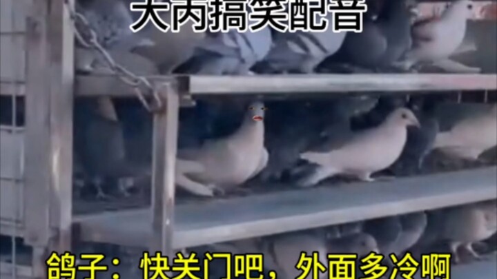 鸽子：快关门吧，外面多冷啊