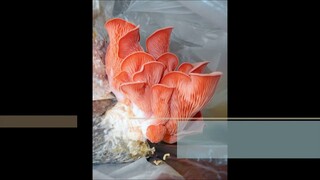 Time-lapse microscopy of the hyphal growth of Pleurotus djamor - new branches and clamp connections