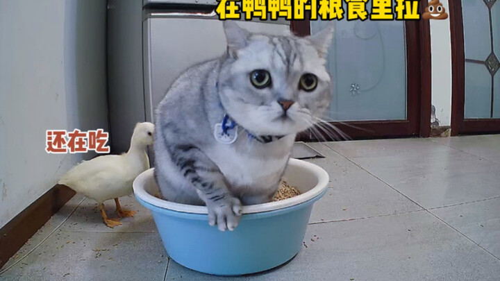 This one poop from the cat cost me thousands! The ending is insane!