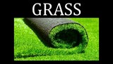 What is grass? [Full Explanation Of Grass]