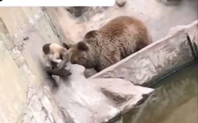 Even bears love cats!