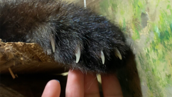 When I stealthily reached out to touch a ferocious beast’s paw! The reaction was so unexpected～