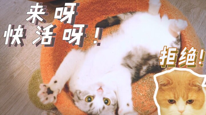 Pertama kalinya dalam hidupnya, kucing mencoba catnip dalam jumlah besar, dan reaksi kedua kucing sa