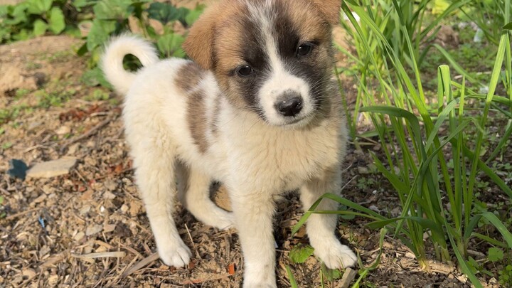 Apakah anak-anak anjing pada masa kecilnya juga suka bermain petak umpet?