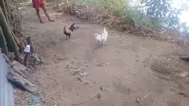 tinola lines.. lang po mga idol:)