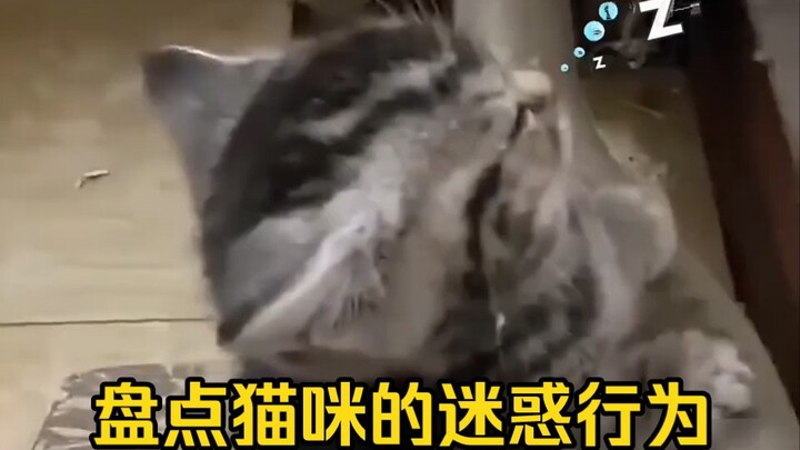 Cats’ Confusing Behaviors