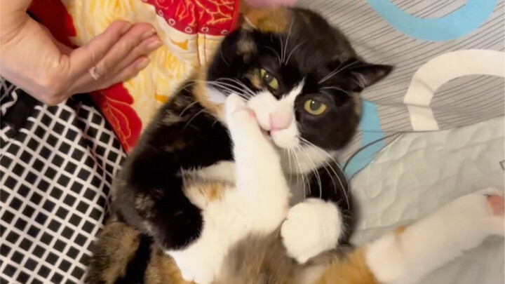 The little kitten, looking angry, clings to its human.