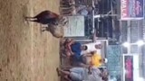 1 cock /stag ulutan fastest kill