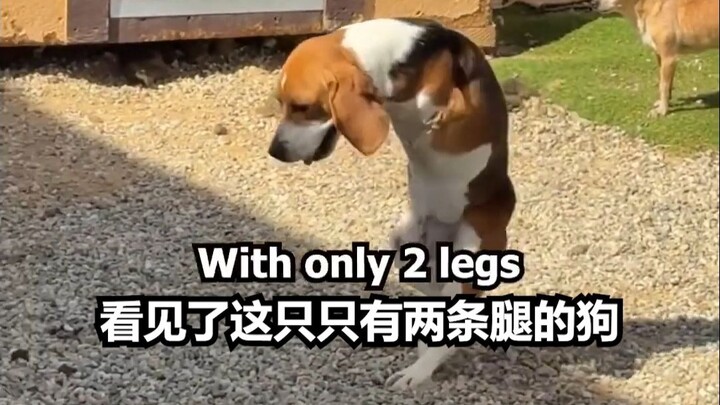 Let a two-legged disabled dog experience the best day of its life!