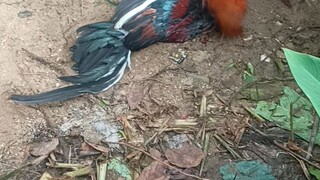 Late Upload Dec 15, 2024 (Win)