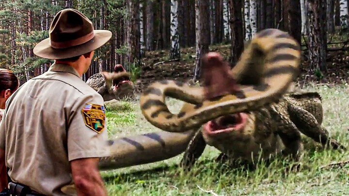 Predators showdown: Alligators VS Anaconda