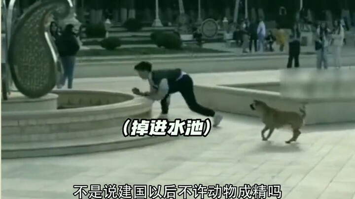 建国以后动物不许成精，还是第一听说这样的要求，鸭子居然会认路