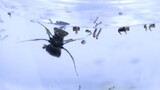 Put a dragonfly larva in the water full of mosquito larvae
