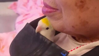 Con chim nhỏ mà bà tôi mang về (bà tôi không cho tôi đăng nó)