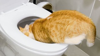 I said, cat petting has always had a bit of a smell recently