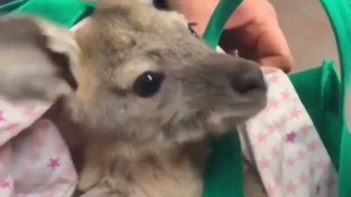 Bayi kanguru terjebak dalam api, ditemukan oleh orang baik, dan setelah diselamatkan ternyata sang i