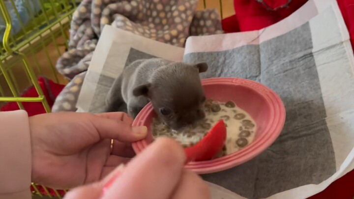 People aren’t supposed to smack their lips, but puppies can!