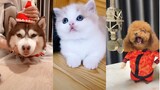 Những chú chó mèo đáng yêu nhất quả đất |Hot Tik Tok China | #P3