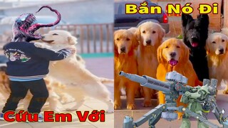 Thú Cưng TV | Trứng Vàng và Trứng Bạc #34 | Chó Golden Gâu Đần thông minh vui nhộn | Pets smart dog