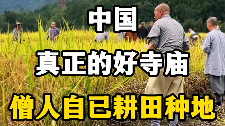 China’s Truly Great Temple: Monks Farm Their Own Land at Guoqing Temple in Zhejiang! #GuoqingTemple 