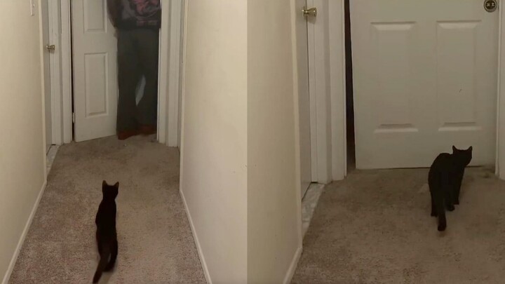 I thought I’d gain followers through the cat community, but ended up escaping poverty thanks to my d