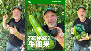 原来牛油果有那么多品种🥑