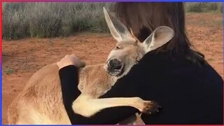 When Animals Don't Forget Their Owners |Animal Reunion After Years!