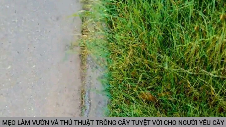 thủ thuật hay về trồng cây cho người yêu thích