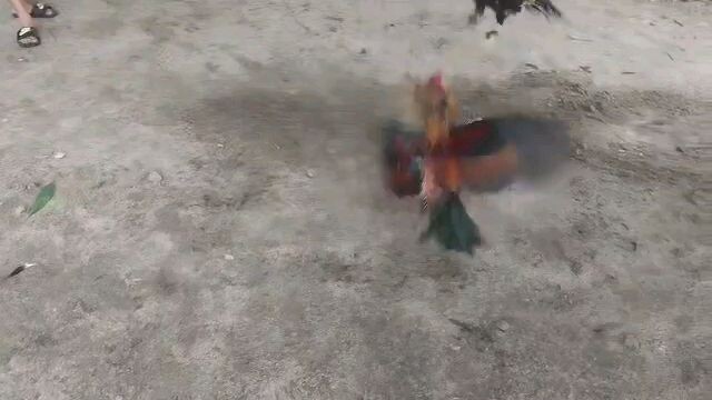 hulsey vs high action