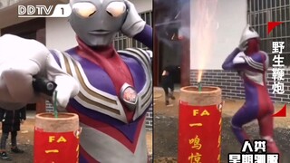 人类早期驯服野生鞭炮的珍贵影像