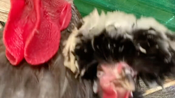 This chicken is hilarious!