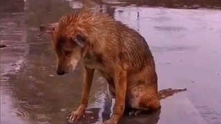 Alami hari anjing liar dari sudut pandang orang pertama anjing liar, ternyata mereka telah berusaha 