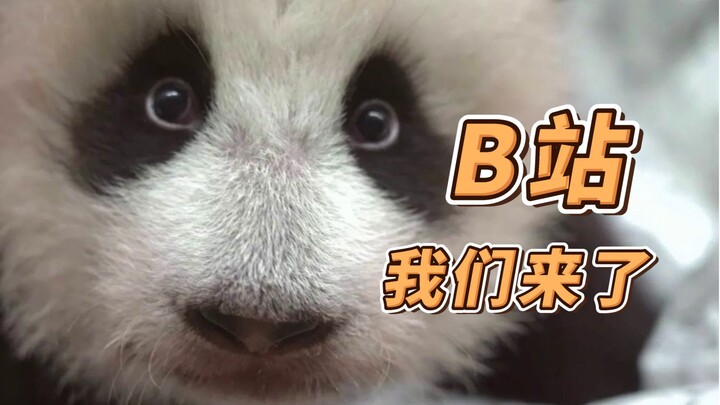 Moscow Zoo’s here on Bilibili! It’s an all-star lineup—don’t forget to hit Like, Share, and Subscrib