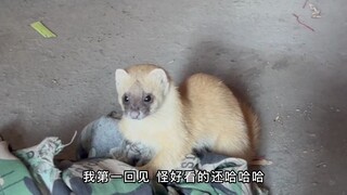 夹子逮到一只黄鼠狼，长的眉清目秀的，还能听懂人话，厉害