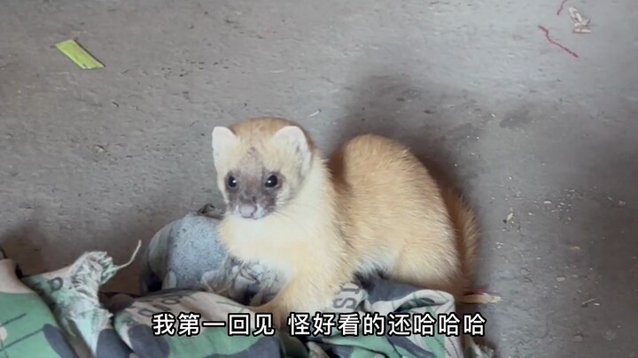 夹子逮到一只黄鼠狼，长的眉清目秀的，还能听懂人话，厉害