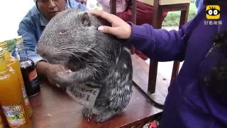 Cute Animals｜A Josephoartigasia Monesi Washing Itself 