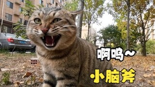 小猫咪打架能有多上头，喵师傅“爆装备”全集，其实吵了很久！