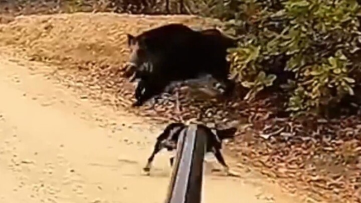Babi hutan: Siapa yang bodoh bilang aku bisa menahan peluru?
