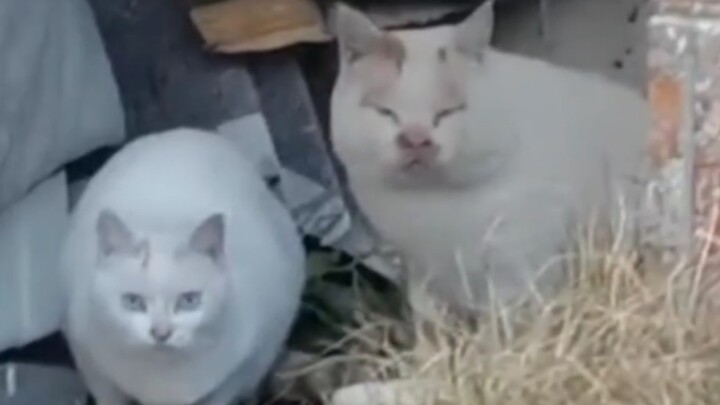แมวบางตัวก็หน้าตาแย่ในแบบของตัวเอง!!!